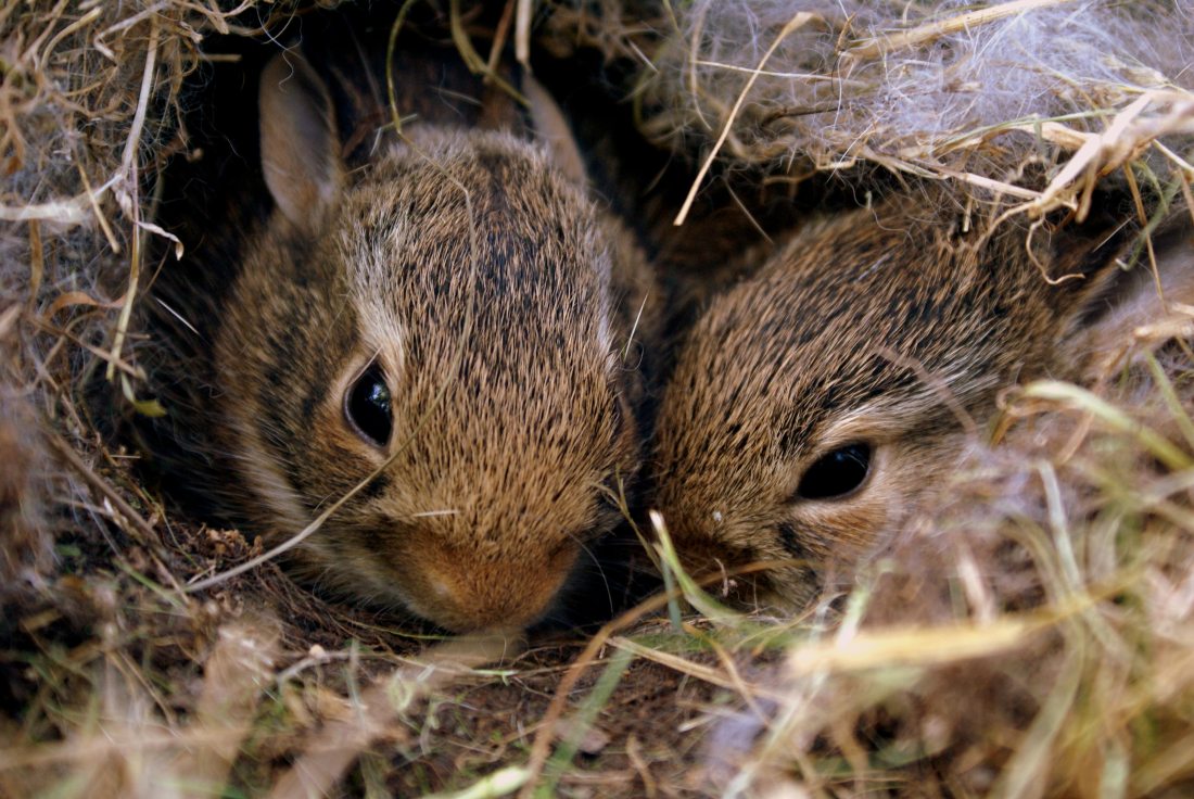 Two brown rabbits in a hole